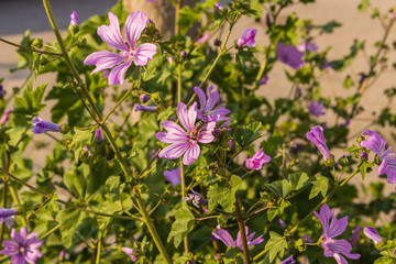 Fototapeta premium Close up of bloomming flowers