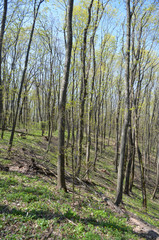 Eastern Europe spring landscape. Poltava Region