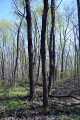 Eastern Europe spring landscape. Poltava Region