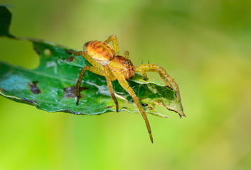 Young female spider  sits on the tip of leaf
