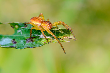 Young female spider  sits on the tip of leaf