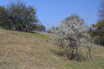 Eastern Europe spring landscape. Poltava Region