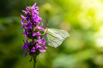 Butterfly collects nectar on purple flowers
