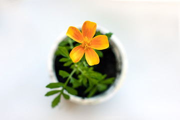 Fototapeta na wymiar One young orange flower marigold in pot isolated on white background. Top view