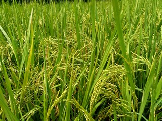 Close up of rice with natural background
