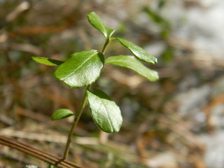 green sprig of cranberries