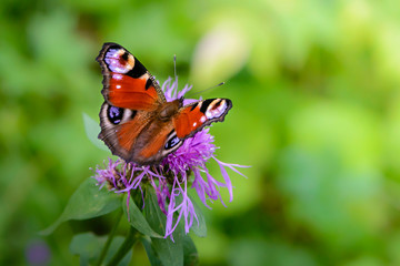 Peacock butterfly sitting on purple flower