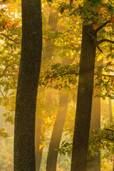 Autumnal landscape in a plain forest of Hungarian oak