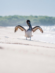 Large Pelican bird