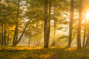 Autumnal landscape in a plain forest of Hungarian oak