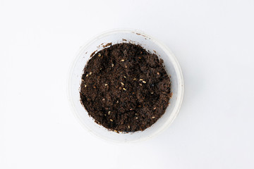 Spring seedlings on white background.  concept of gardening of spring plantings in garden.