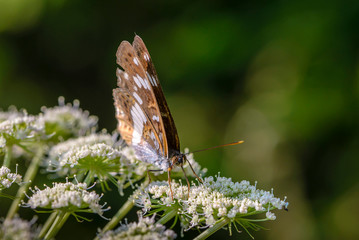 Butterfly collected nectar on flowering cow-parsnip