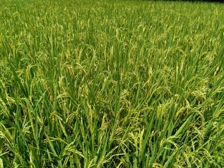 Close up of rice with natural background
