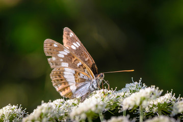 Obraz premium Butterfly collected nectar on flowering cow-parsnip