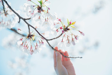 桜の花　子供の手　青空