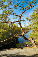 Fototapeta na wymiar Beautiful pine on the rock and lake Lapinsalmi in the national park Repovesi, Finland,