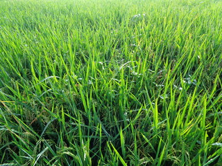 Close up of rice with natural background