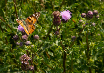 Thistle with bitterfly. Flower.