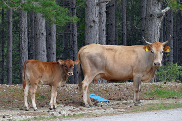 Cows roaming free in the mountains near Vradeto in north west Greece