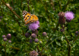 Thistle with bitterfly. Flower.