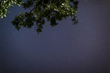 Stars over the trees at summer night on dark sky. Starfall. Green tree on the foreground. Space for...