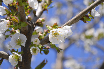 Cherry, apricot and peach tree flowers in spring. Pollination by bees of flowers on the branches.