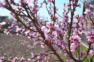 Cherry, apricot and peach tree flowers in spring. Pollination by bees of flowers on the branches.