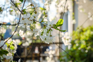 beautiful white cherry blossoms against a blue sky with radiant colors and a short depth of field