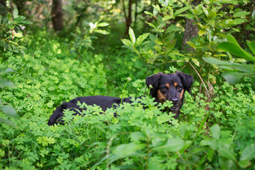 A black dog looking at the camera, among the plants and clovers of nature.