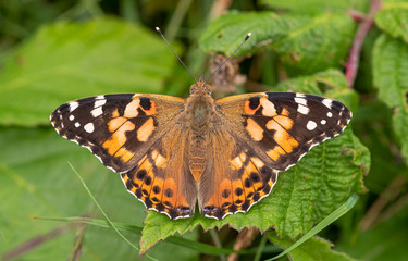 Painted lady butterfly on leaf