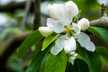 apple tree blossom