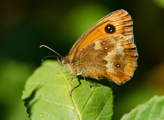 Obraz na płótnie Canvas gatekeeper Butterfly on a leaf