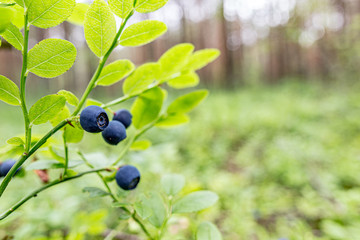 Forest bluebery grows in the natural habitat. Focus on one single berry with copy space.