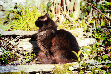 Chat Profil Escalier Soleil