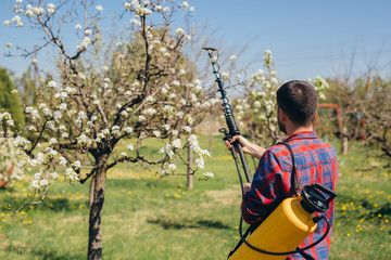 Man hand spraying blooming tree in orchard with garden bottle aerosol against pest