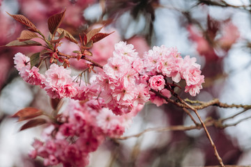 Branches of cherry blossoms. Beautiful Sakura in the garden