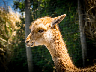 Young lama face portrait in the zoo