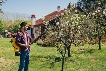 Man hand spraying blooming tree in orchard with garden bottle aerosol against pest