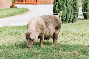 Pigs eating on a meadow in an organic meat farm