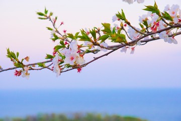 桜と湘南の海