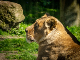 Naklejka na ściany i meble Lions yawning and resting in the zoo