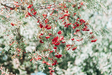 Rowan on the branches close-up view. Rowan on the branches in the garden. Close-up view.