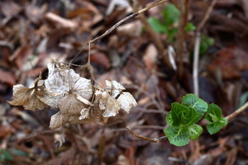緑の葉と、枯れた葉、ボケ