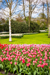 Blooming flowers in Keukenhof park in Netherlands, Europe