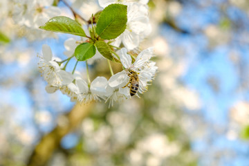 a honey bee sitting on beautiful white cherry blossoms against a blue sky with radiant colors and a short depth of field