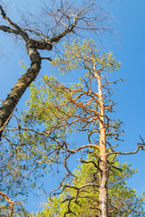 Beautiful pine on blue sky background in the national park Repovesi, Finland,