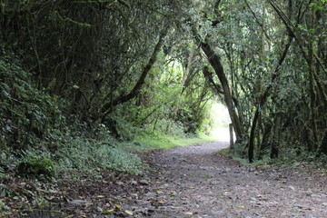 path in the woods