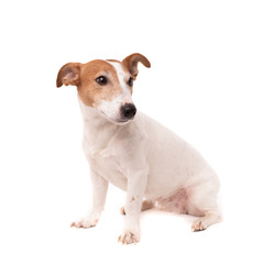 dog jack russell terrier looks up on a white background
