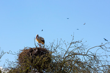 Storks sitting on the nest and flying