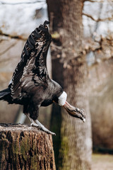 Andean condor sits on an old log cabin tree